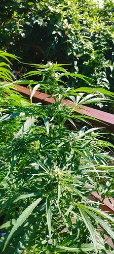 Growreport Bild 3