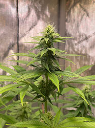 Growreport Bild 6