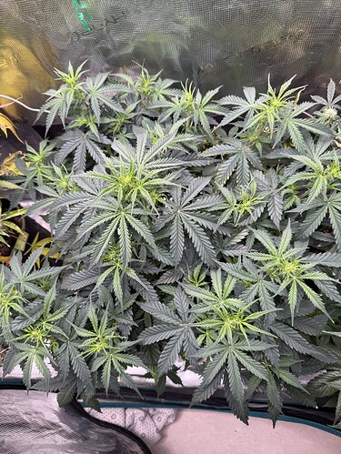 Growreport Bild 5