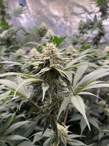 Growreport Bild 3