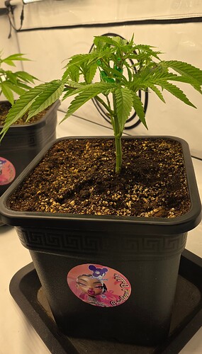 Growreport Bild 26