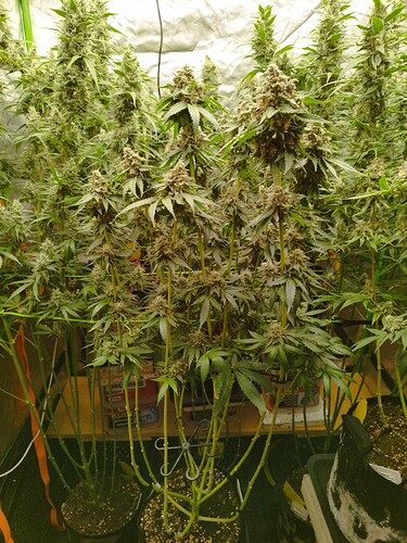 Mehrere Cannabis-Pflanzen in der Blütephase, mit dichten, reifen Blütenständen und langen Stielen.