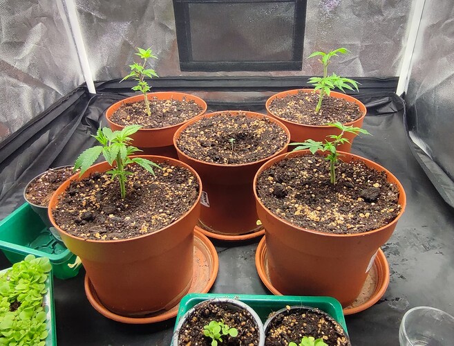 Growreport Bild 2