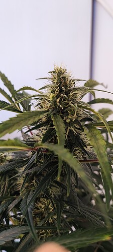 Growreport Bild 6