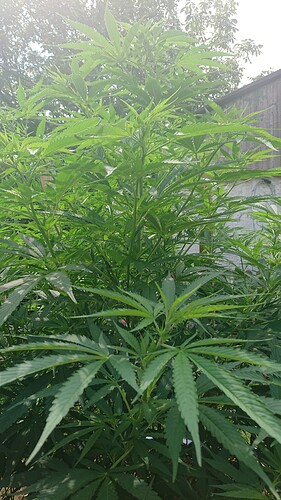 Growreport Bild 52