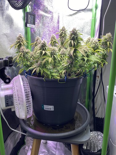 Growreport Bild 70
