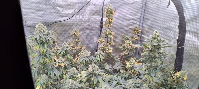 Growreport Bild 2