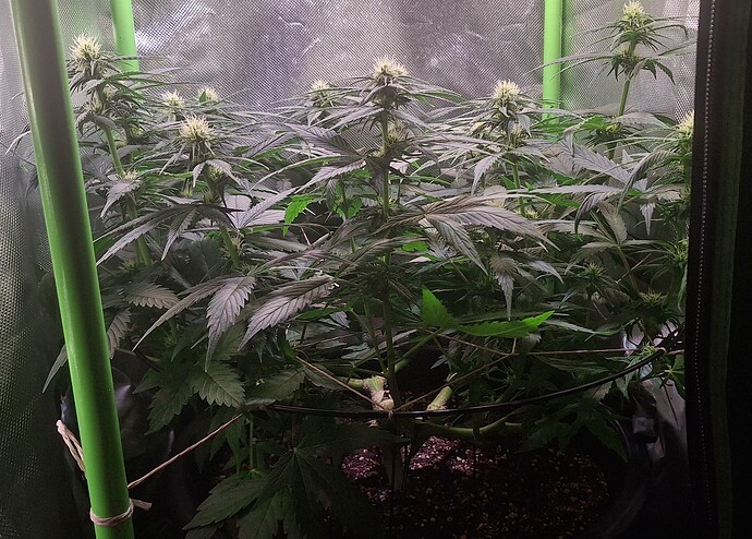 Growreport Bild 3
