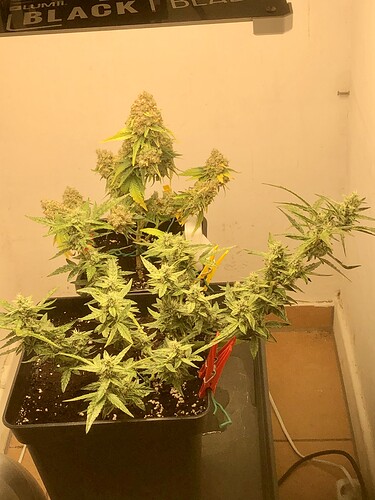 Growreport Bild 4