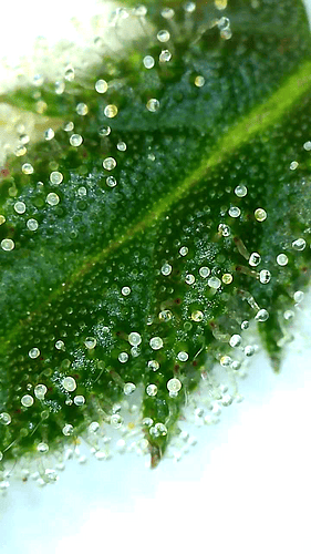 Growreport Bild 3