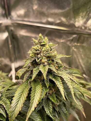 Growreport Bild 3