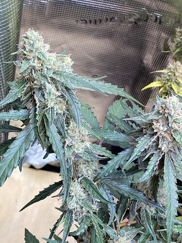 Growreport Bild 80