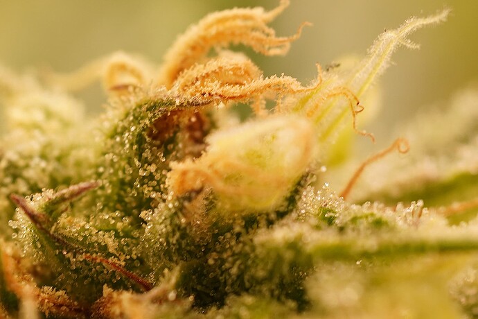 Growreport Bild 1