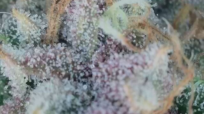 Growreport Bild 1