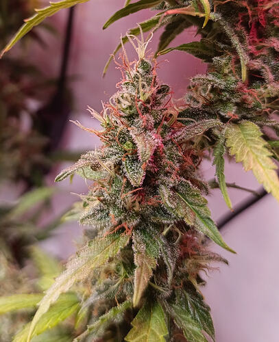 Growreport Bild 9