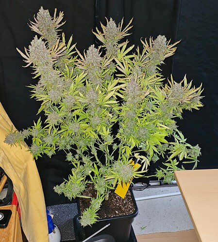 Growreport Bild 48