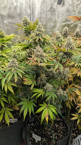 Eine blühende Cannabispflanze mit dichten, reifen Blütenständen und orange-bräunlichen Stempeln. Einige Blätter zeigen Anzeichen von Verfärbungen und Trockenheit.