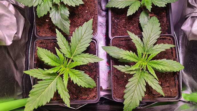 Growreport Bild 5