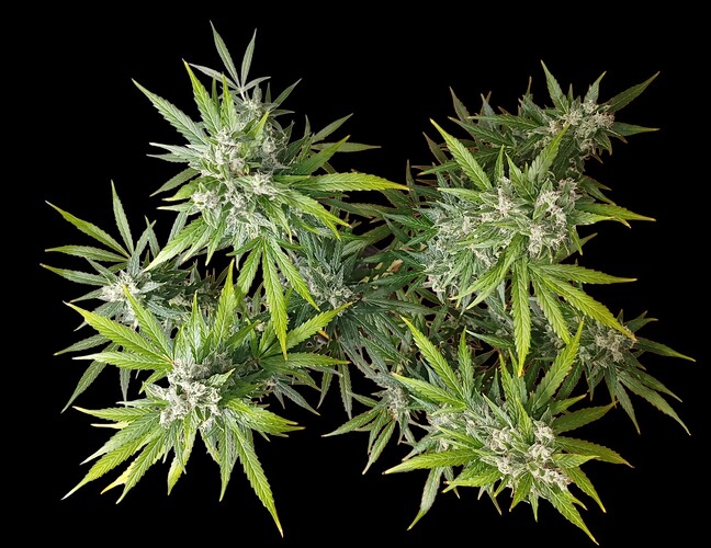 Growreport Bild 2