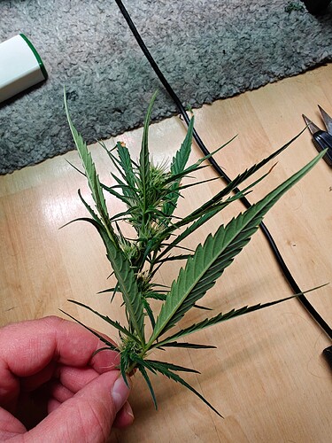 Growreport Bild 2