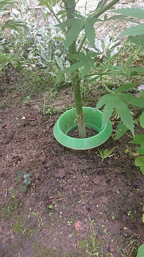 Growreport Bild 46