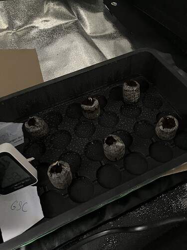 Growreport Bild 6