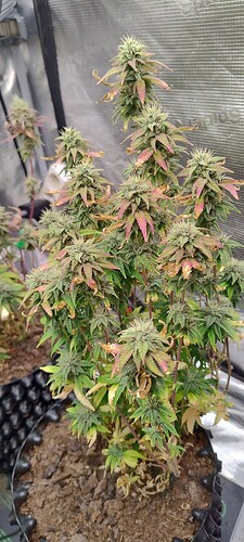 IMG_20251227_210747475_HDR