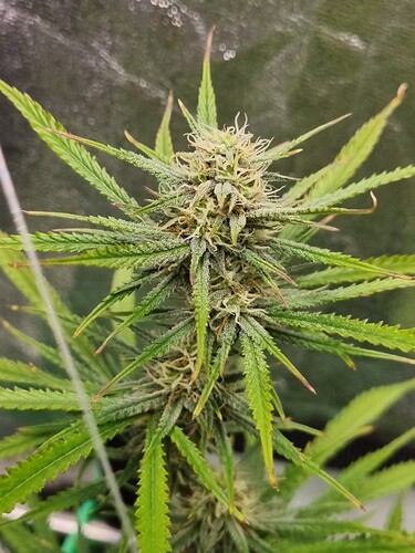 Growreport Bild 34