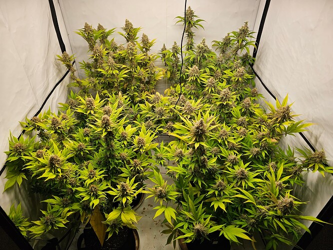 Growreport Bild 1