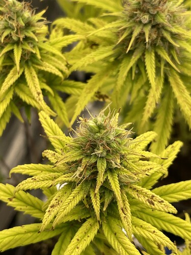 Growreport Bild 16