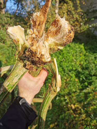 Growreport Bild 1