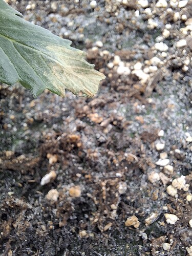 Growreport Bild 28