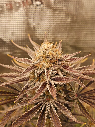 Growreport Bild 7