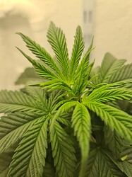 Growreport Bild 8