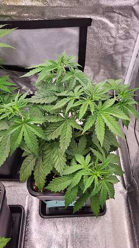 Growreport Bild 41