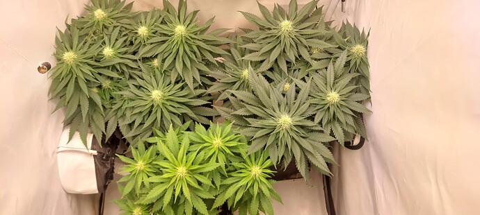 Growreport Bild 2