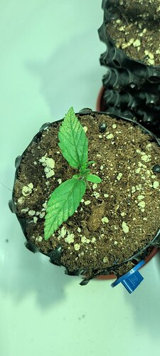 photo_5447455597776723404_y