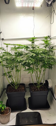 Growreport Bild 1