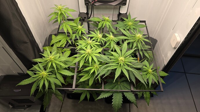 Growreport Bild 1