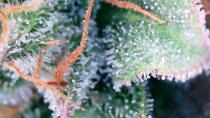 Growreport Bild 49