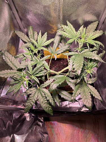 Growreport Bild 3