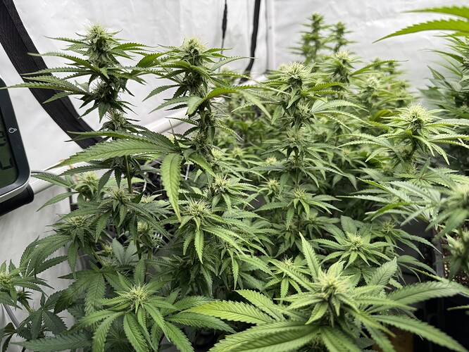 Growreport Bild 21