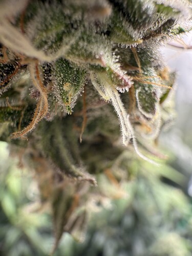 Growreport Bild 27