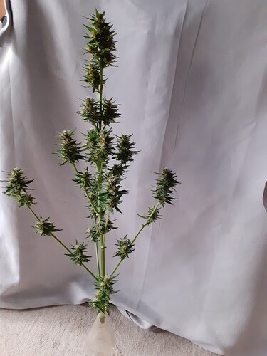 Growreport Bild 1