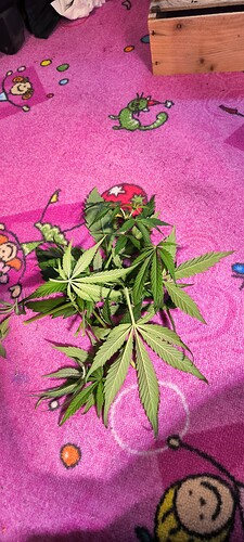 Growreport Bild 15