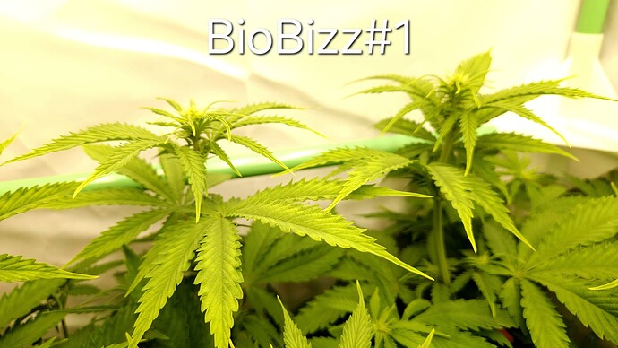 Growreport Bild 17