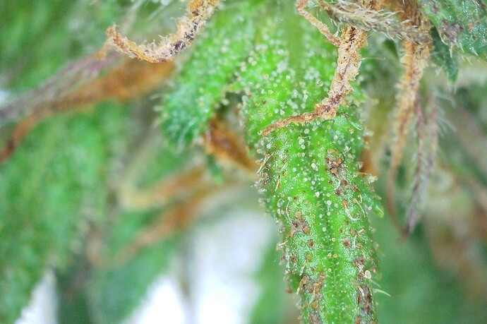 Grow25_1006_Trichome_EU_1