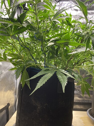 Growreport Bild 32