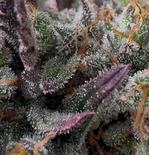 Growreport Bild 17