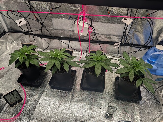 IMG_20250312_163553_494